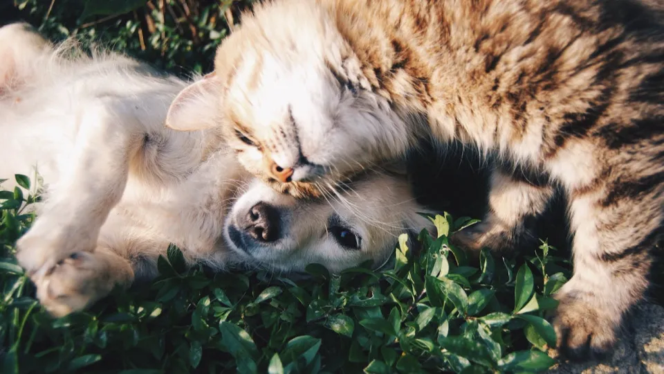 Cane e gatto (pexels)