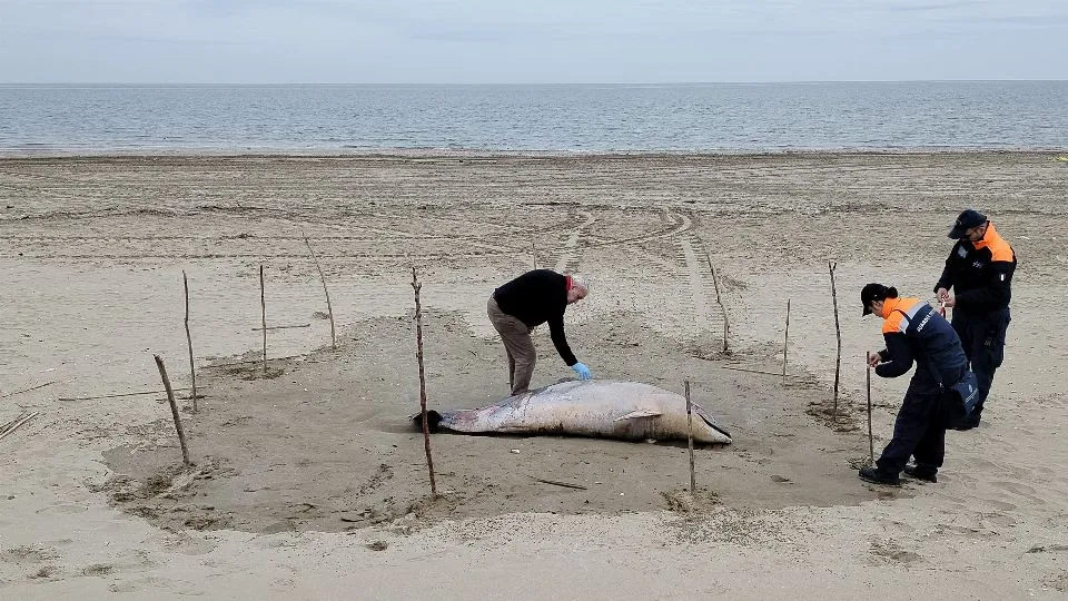 il delfino spiaggiato a Marina centro