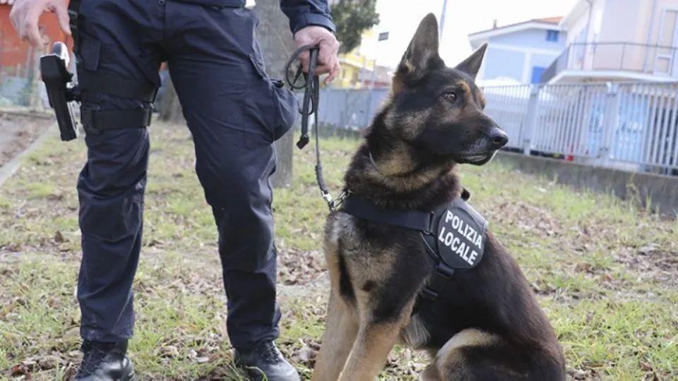 il cane antidroga Bruce