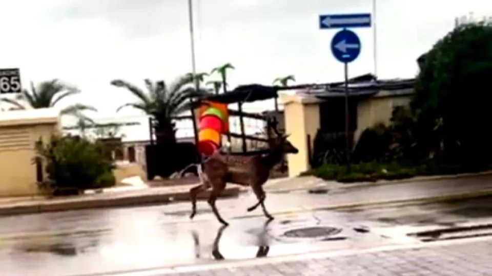 dal video diffuso su Facebook