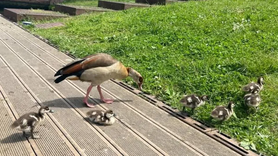 famiglia di oche egiziane