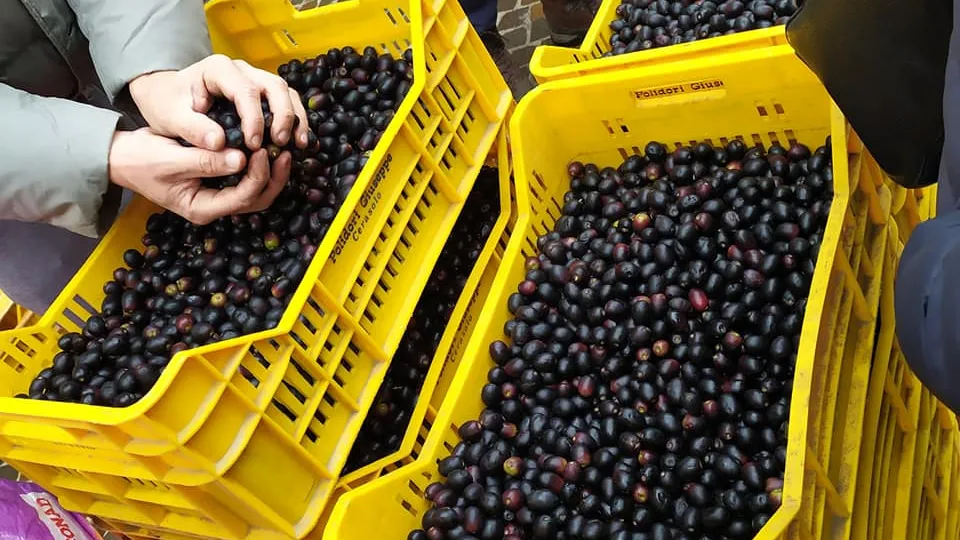 Fiera dell'Oliva di Coriano