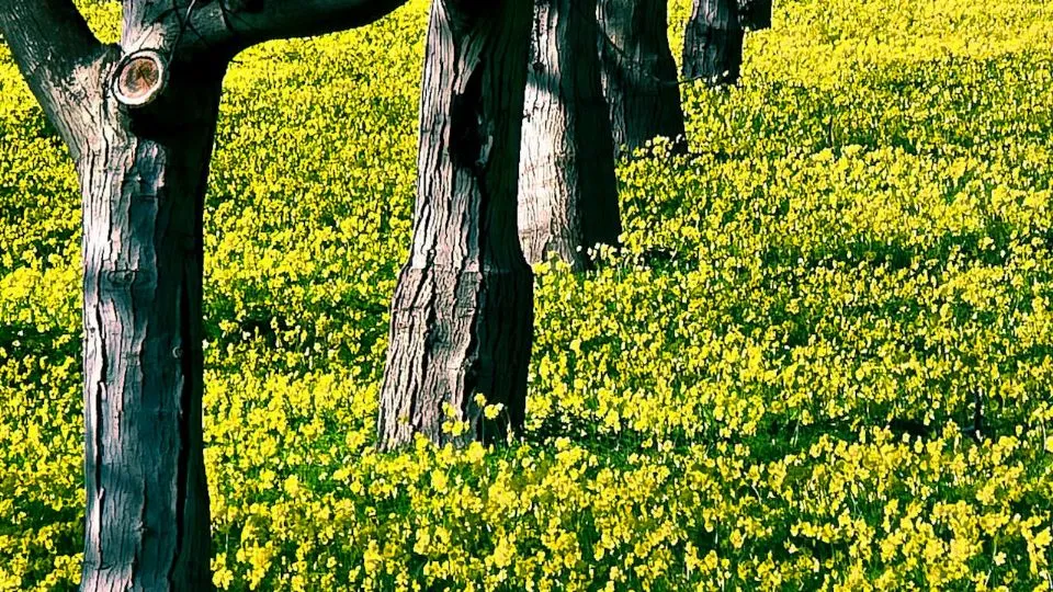 un frutteto (foto pexels)