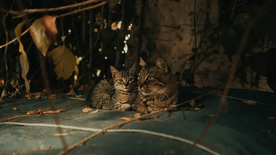 gatti abbandonati