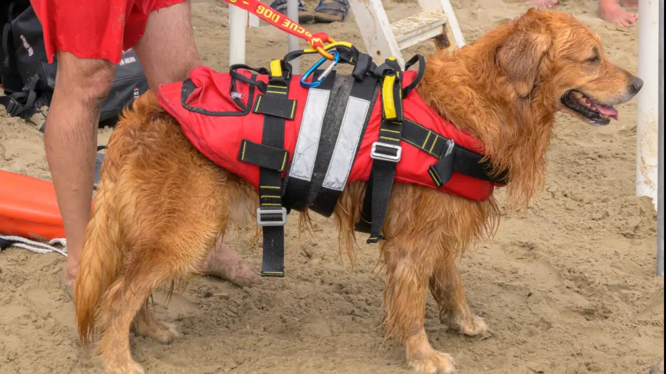 I cani baywatch sulla spiaggia del Marano, Riccione