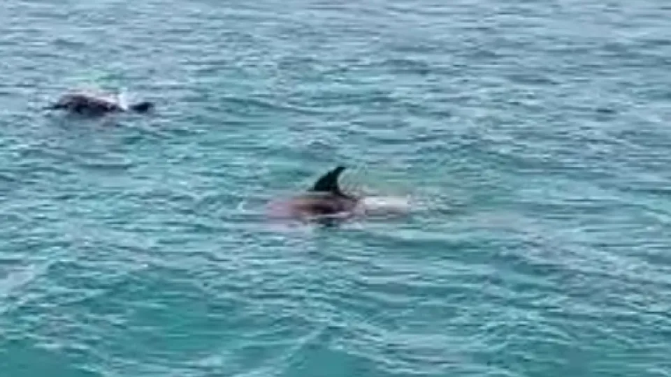 i delfini avvistati oggi