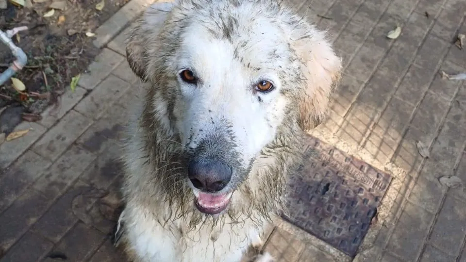 uno dei cani ospitati dal canile di Riccione