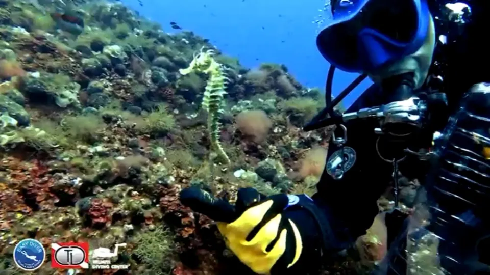 il cavalluccio restituito al suo habitat