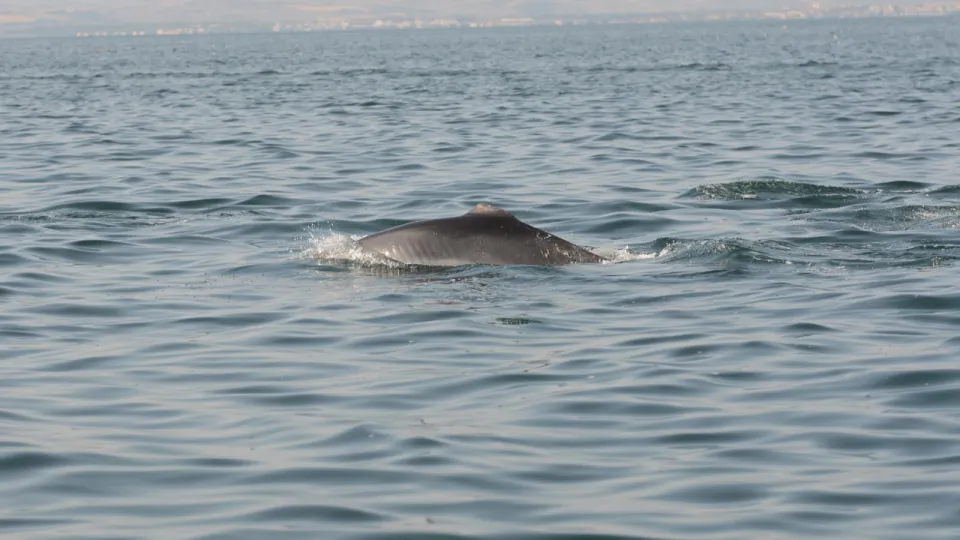 il delfino