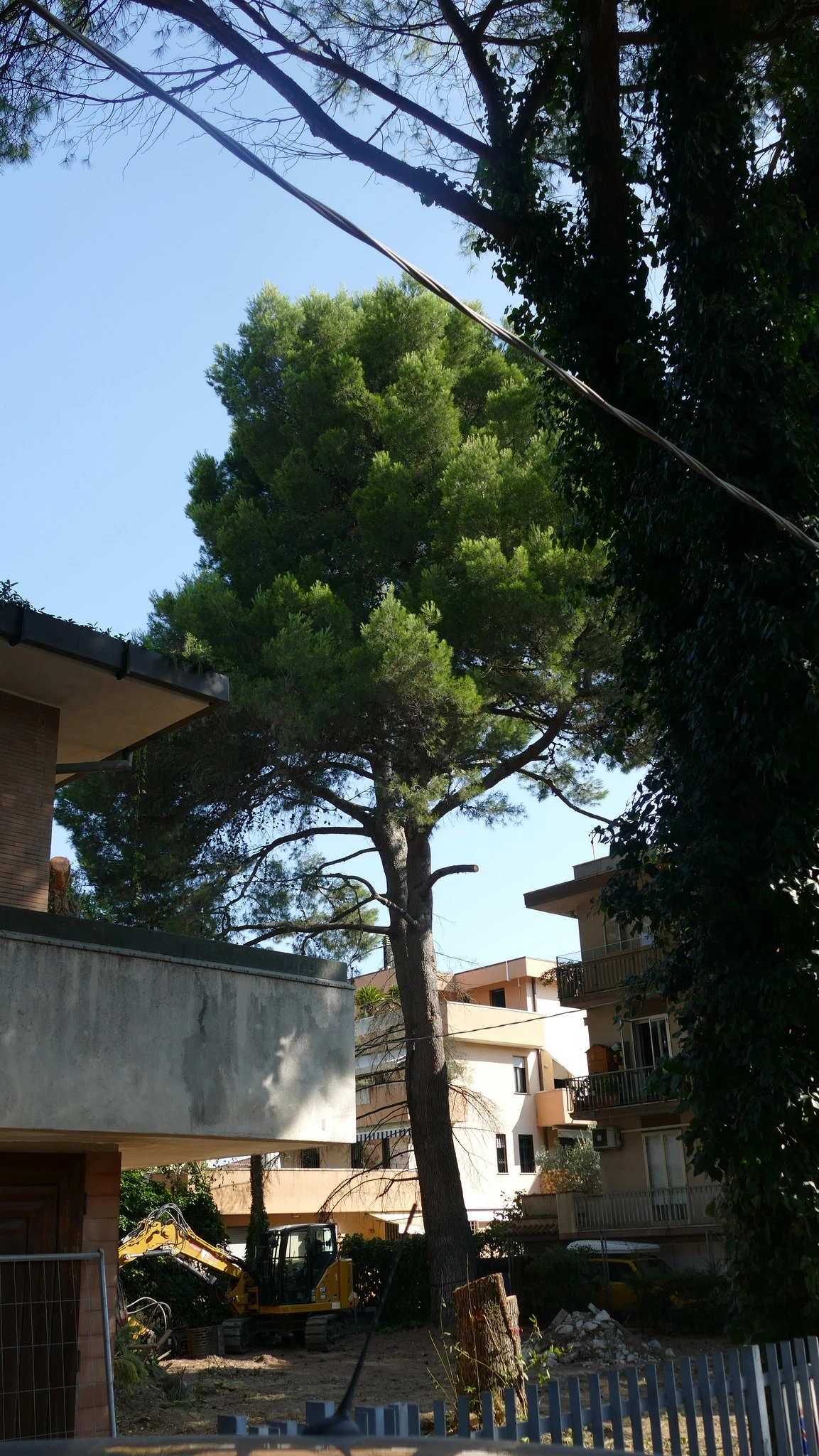 il pino di via Ciceruacchio a Riccione