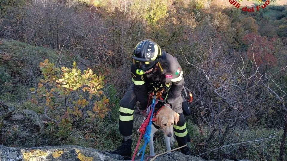 il salvataggio del labrador