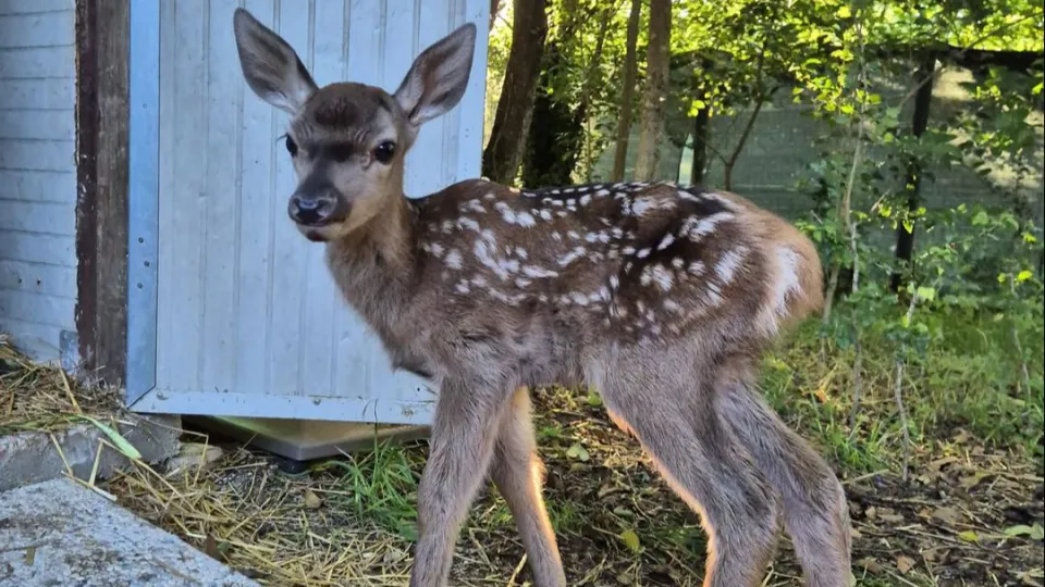 la piccola Bambi, ora al CRAS
