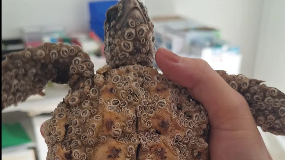la piccola tartaruga recuperata