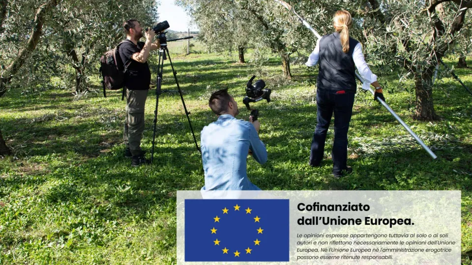 la raccolta delle olive in Lazio