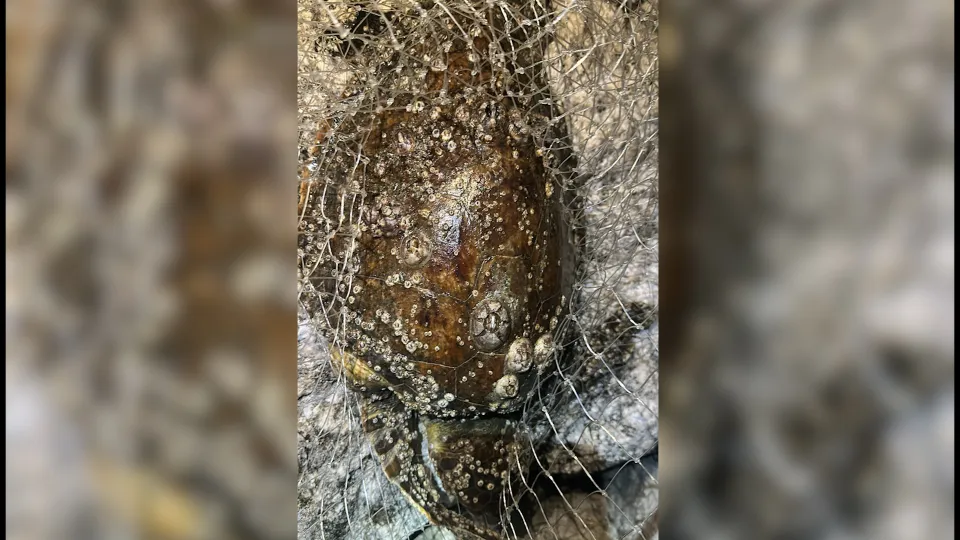 la tartaruga Rocky