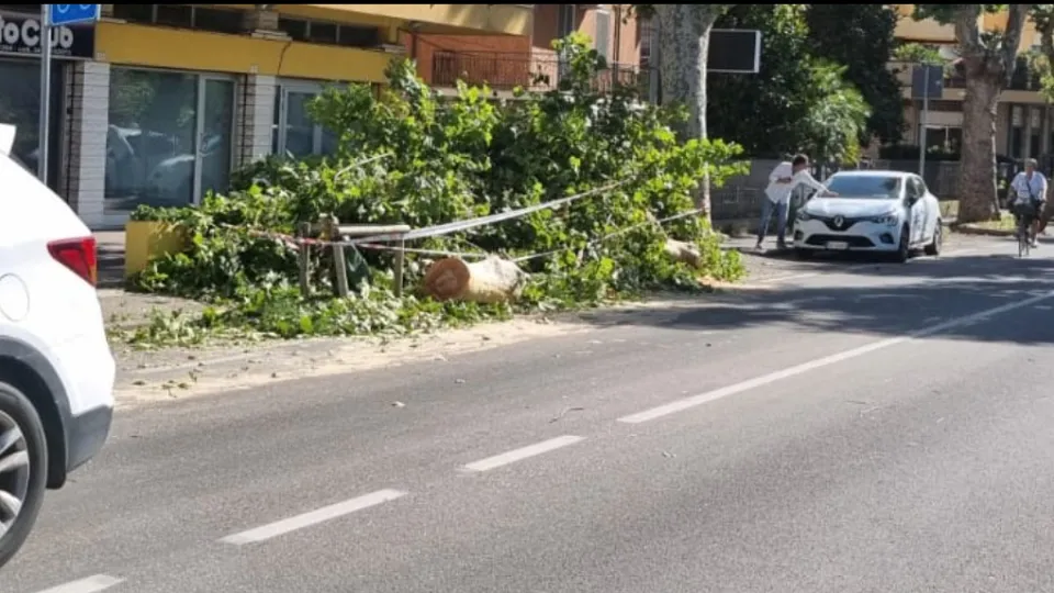 l'albero rimosso dalla carreggiata (@newsrimini)