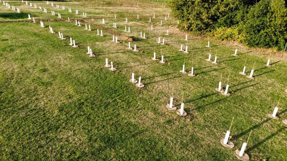 nuove piante in zona Cella a Misano