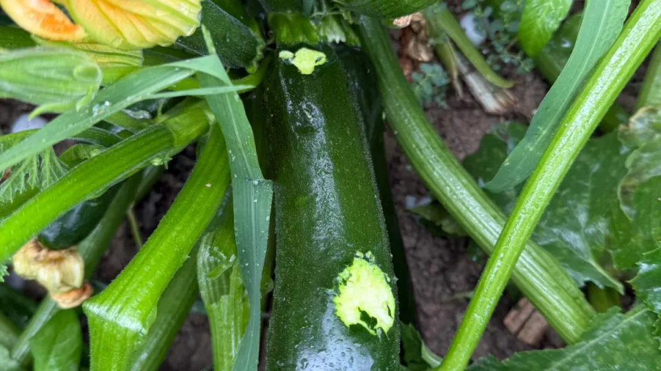 le zucchine colpite dalla grandine