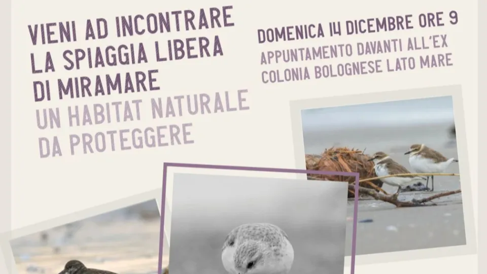 lipu spiaggia di miramare