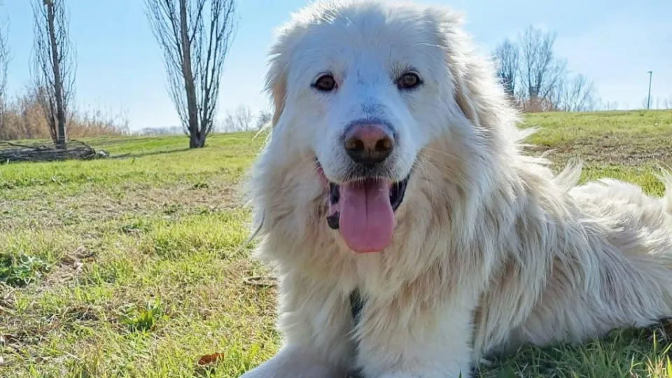 natale al canile di riccione, cane
