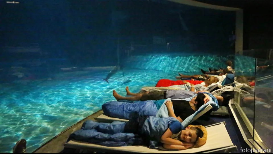Notte con i Delfini a Oltremare 2.0