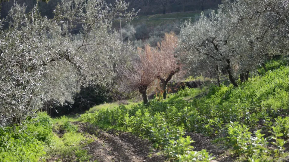 Olivi e campagna