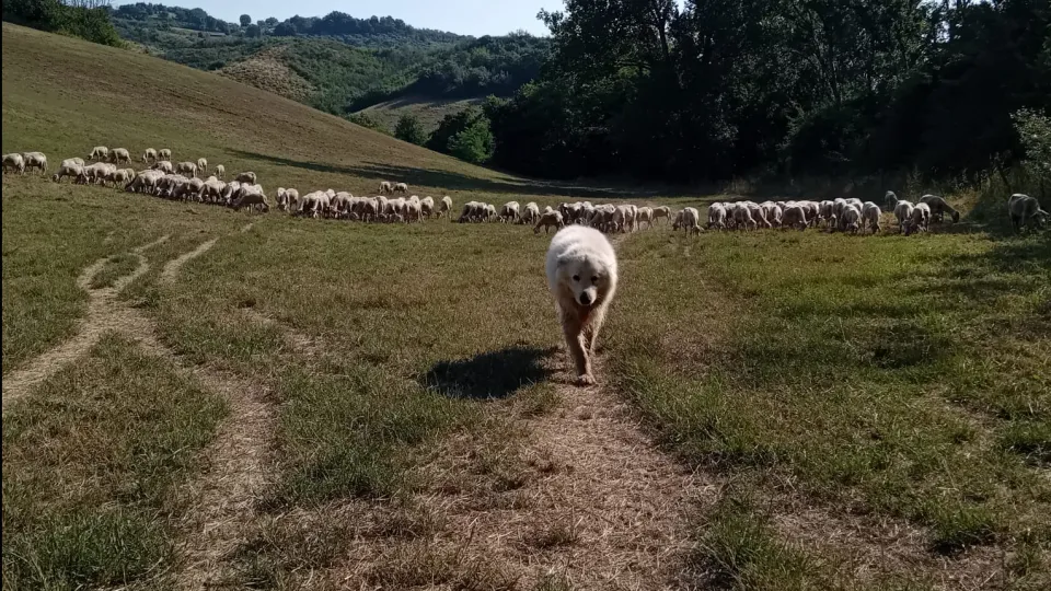 ovini a rischio con la Blutongue