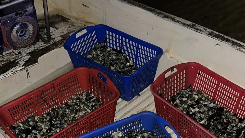 le vongole sequestrate