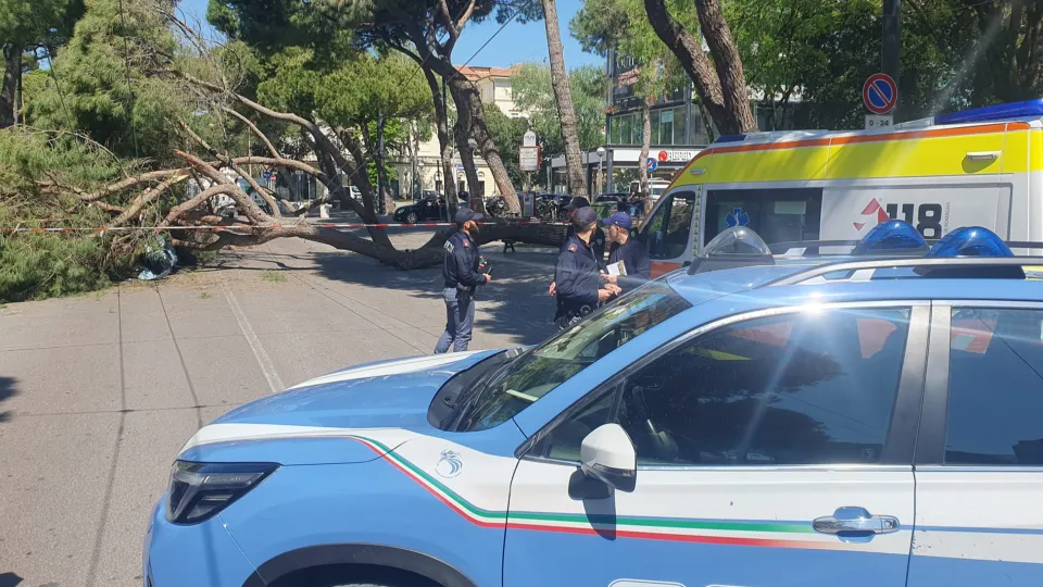 pino caduto in viale Vespucci