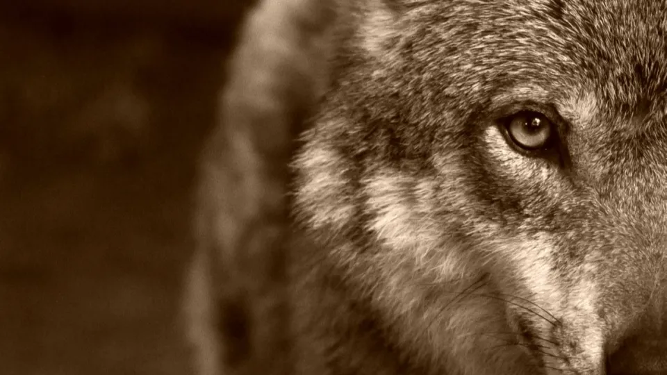 repertorio (da Pexels)