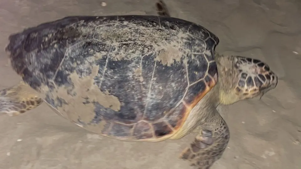 tartaruga caretta caretta nidifica a riccione