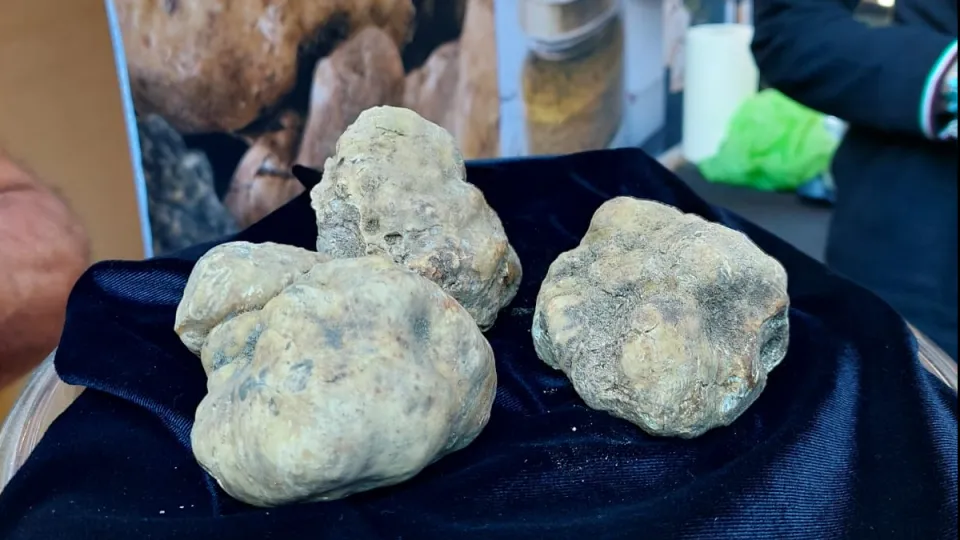 tartufi