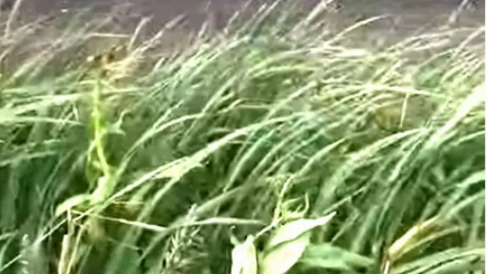 repertorio