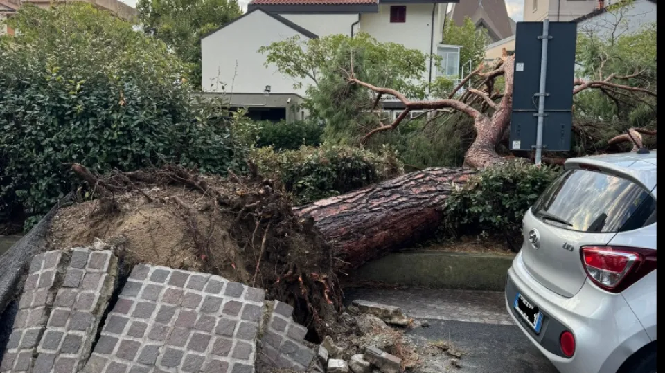 un albero caduto a Viserba