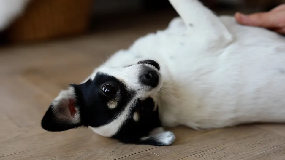 un cagnolino (foto Pexels)