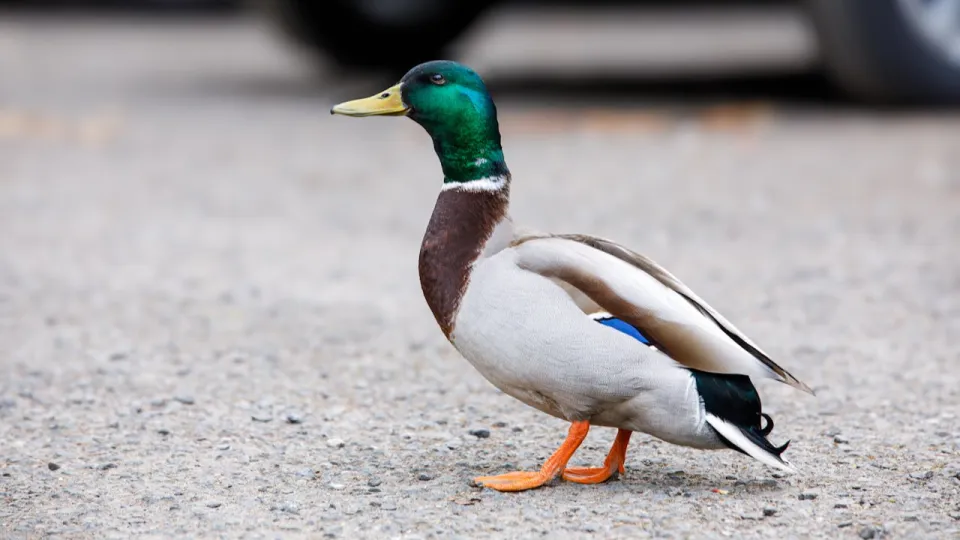 un germano reale (foto Pexels)