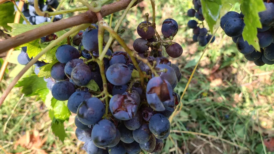 Un grappolo danneggiato dalla grandine