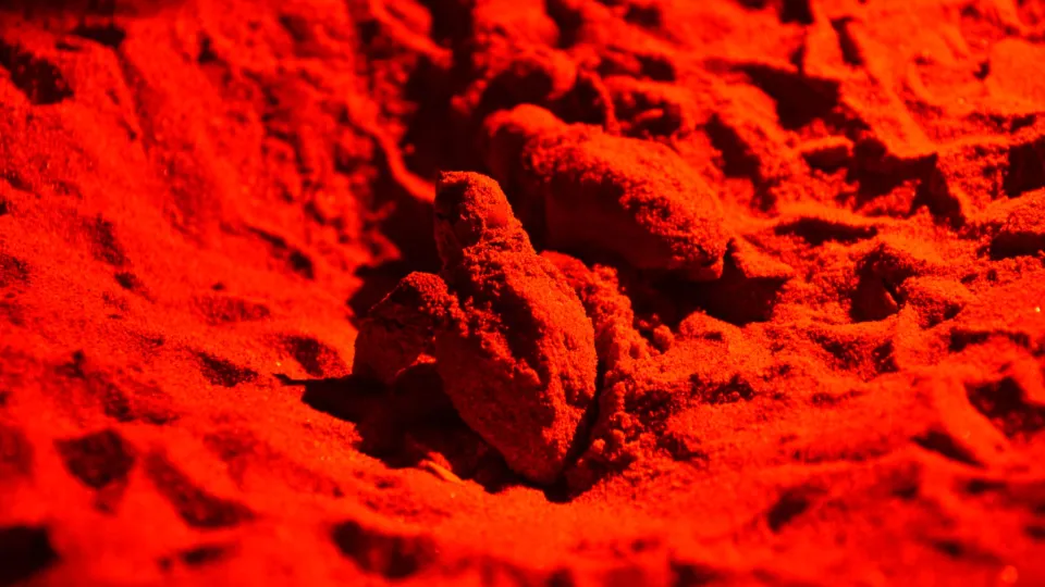 una delle tartarughine nate sulla spiaggia libera del Marano