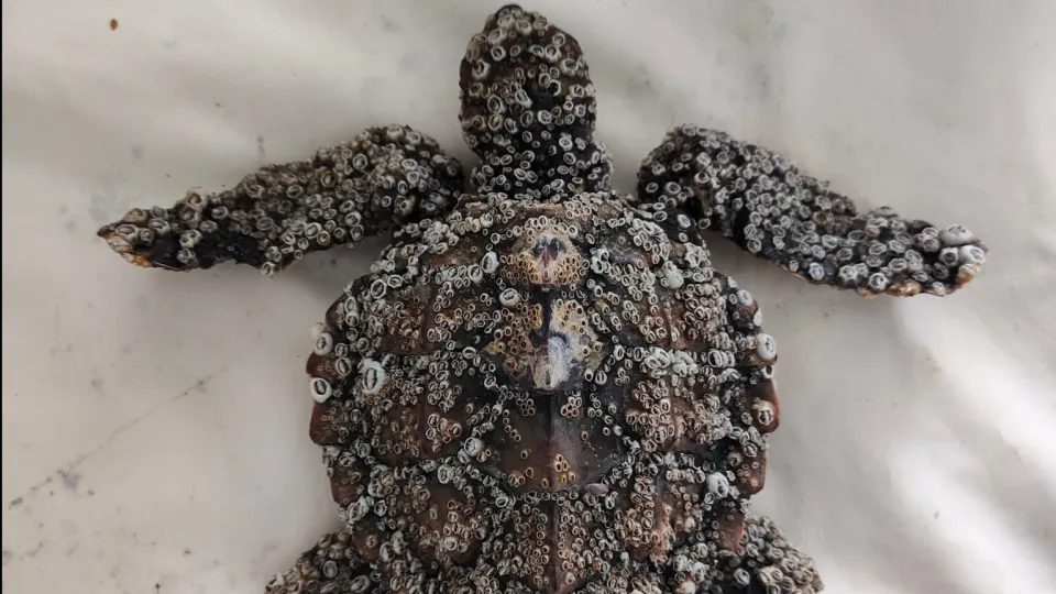 una piccola tartaruga spiaggiata