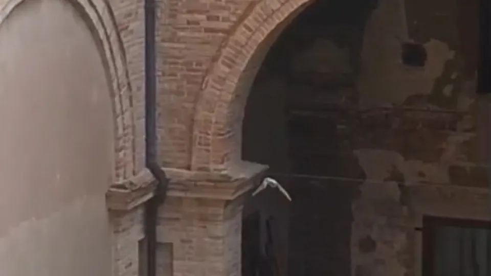 Uno dei pipistrelli intrappolati