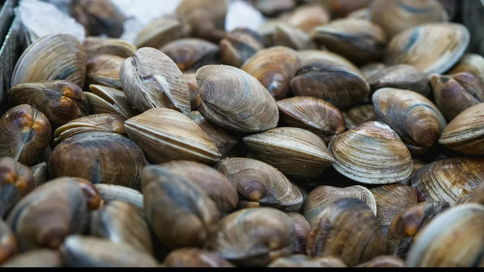 vongole (foto pexels)