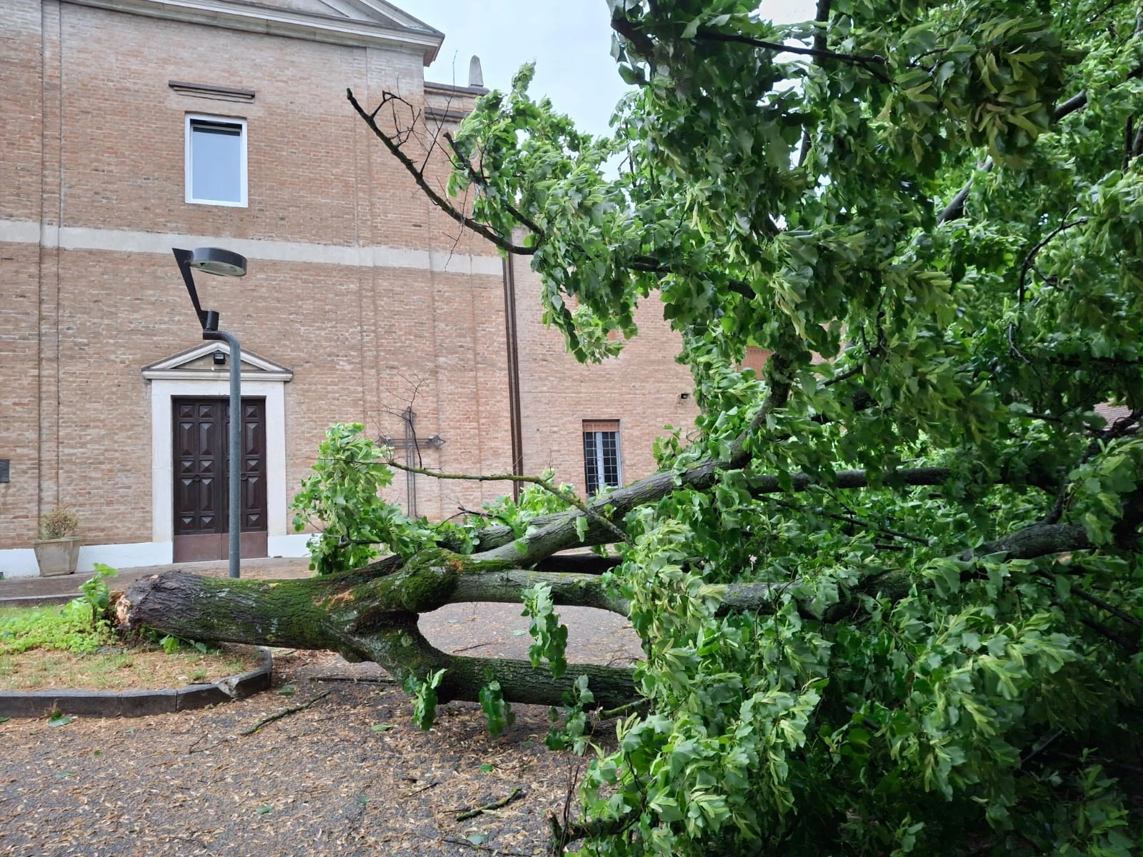 albero abbattuto dal vento a san Lorenzo in Correggiano