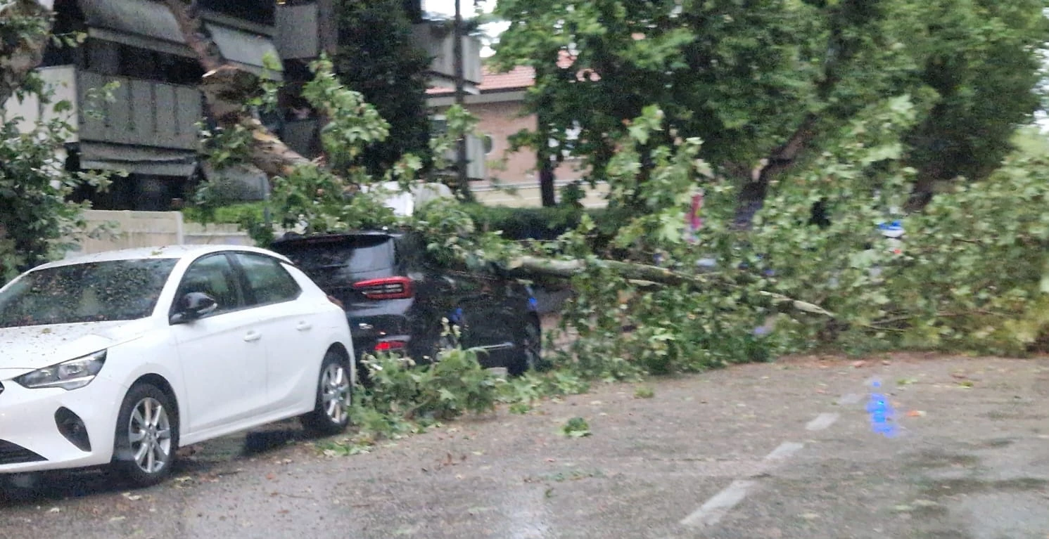 albero abbattuto dal vento in via Tripoli
