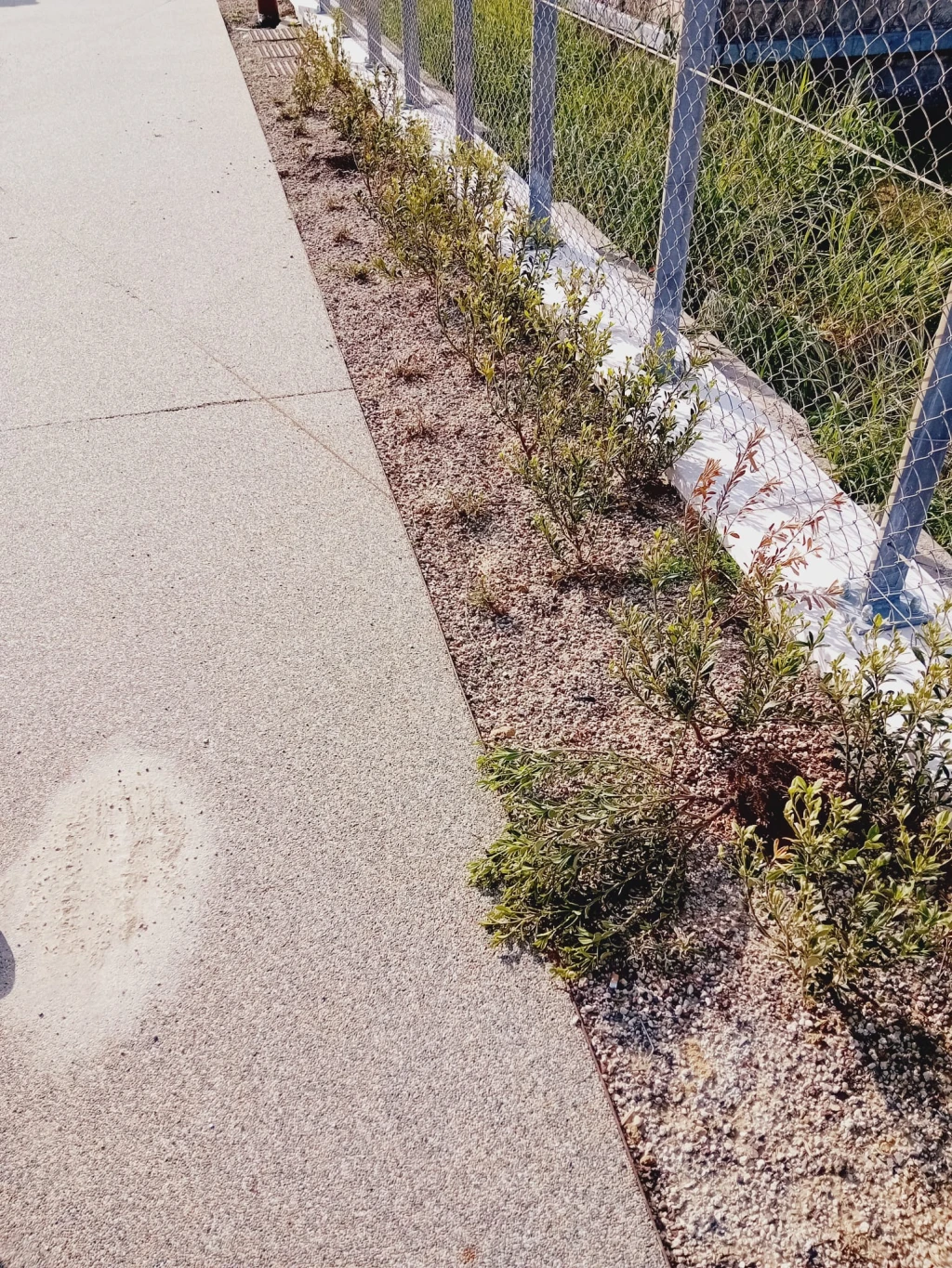 atto vandalico lungo il parco del mare