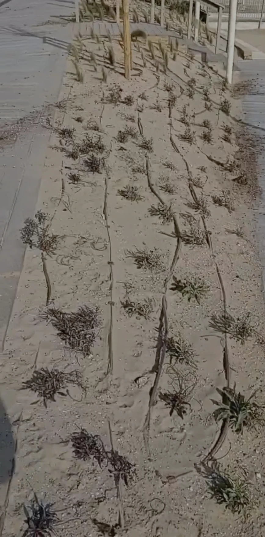 atto vandalico lungo il parco del mare