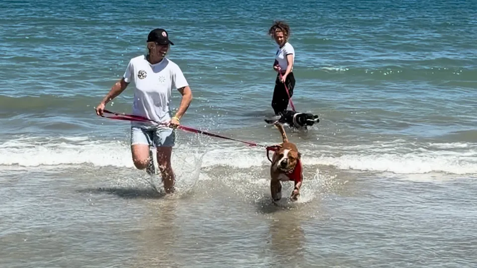 bagno al mare per i cani in cerca di famiglia