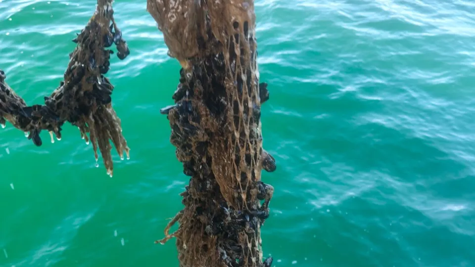 cozze morte