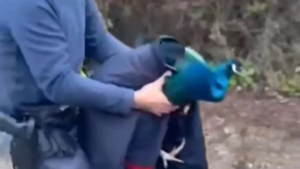 dal video della Questura di Rimini