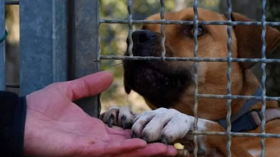 dalla pagina FB del Canile Cerni