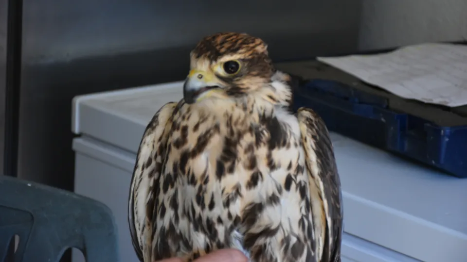 Falco Sacro Giovanna